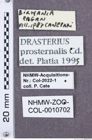 Etikette zu Drasterius prosternalis (NHMW-ZOO-COL-0010702)